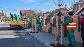 Почела садња дрвореда у улици Павла Илића Вељка