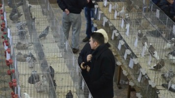 И паунови на изложби у Грљану