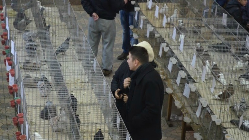 И паунови на изложби у Грљану